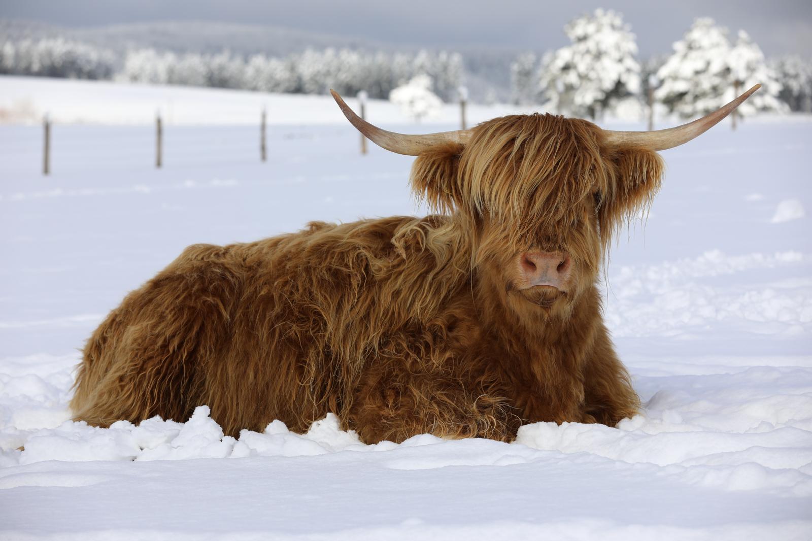 Highland cattle - Carne di qualità